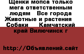 Щенки мопса только мега-ответственным людям - Все города Животные и растения » Собаки   . Камчатский край,Вилючинск г.